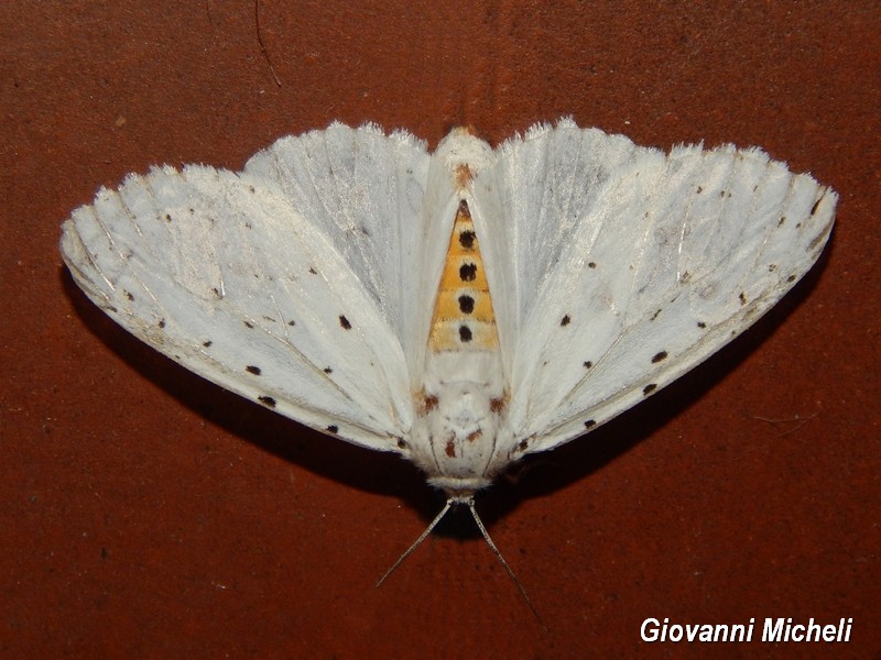 Erebidae da Identificare - Spilosoma lubricipeda